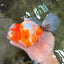 A Grade Sakura Oranda Male 6.5 inches #082126OR_13