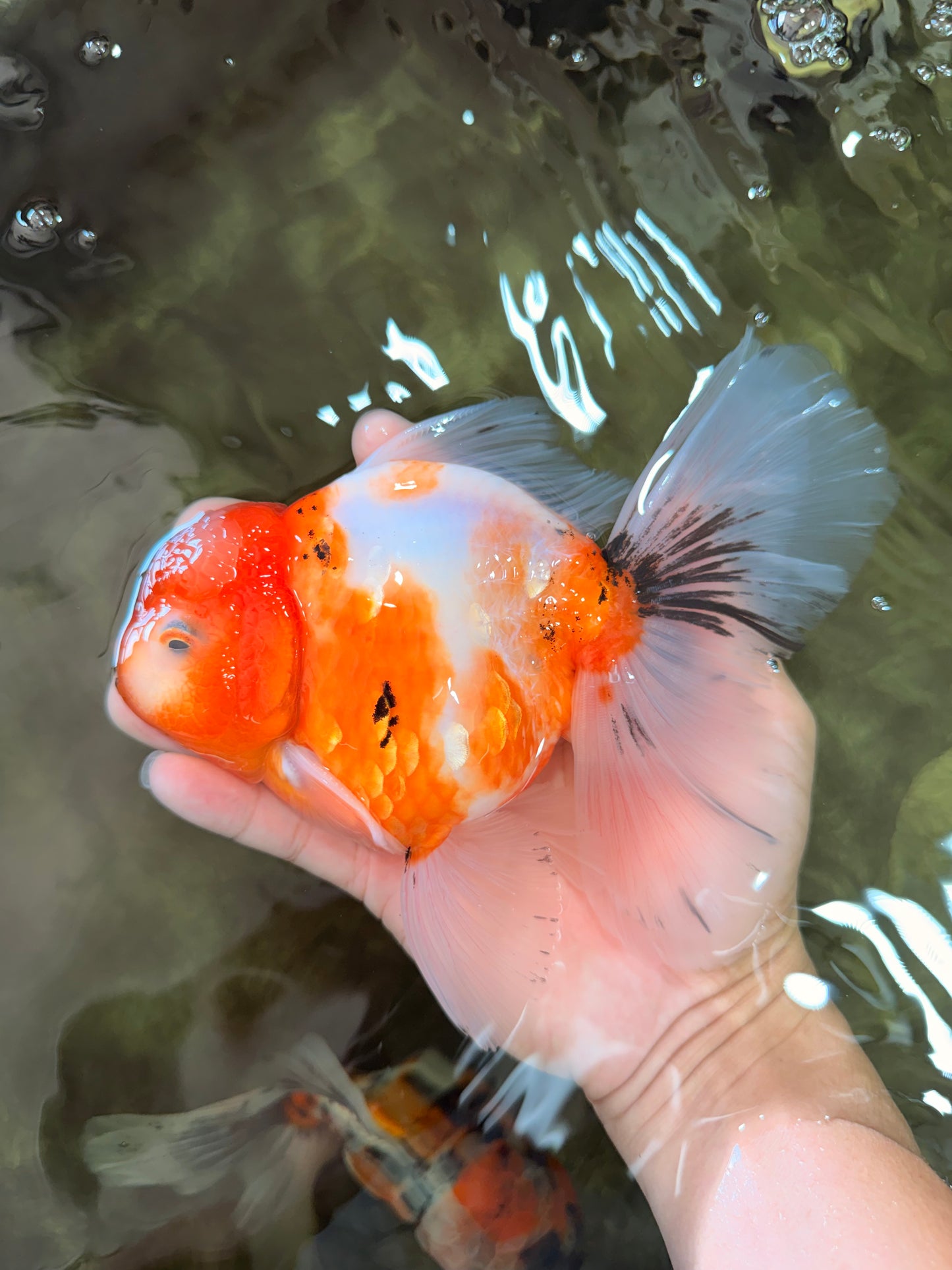 A Grade Sakura Oranda Male 6.5 inches #082126OR_13