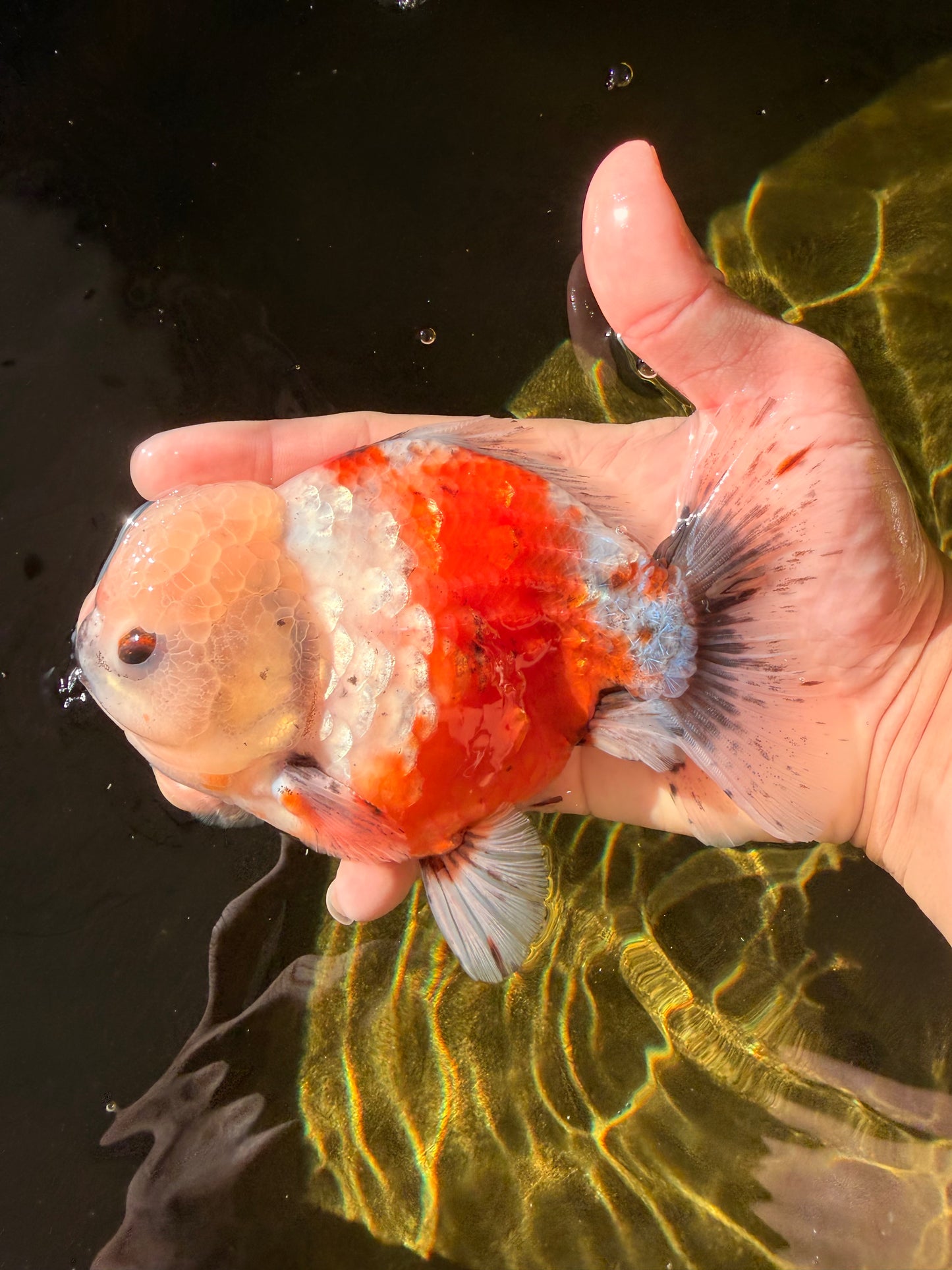 A Grade Sakura Yuanbao Male 5.5 inches #032026YB_23