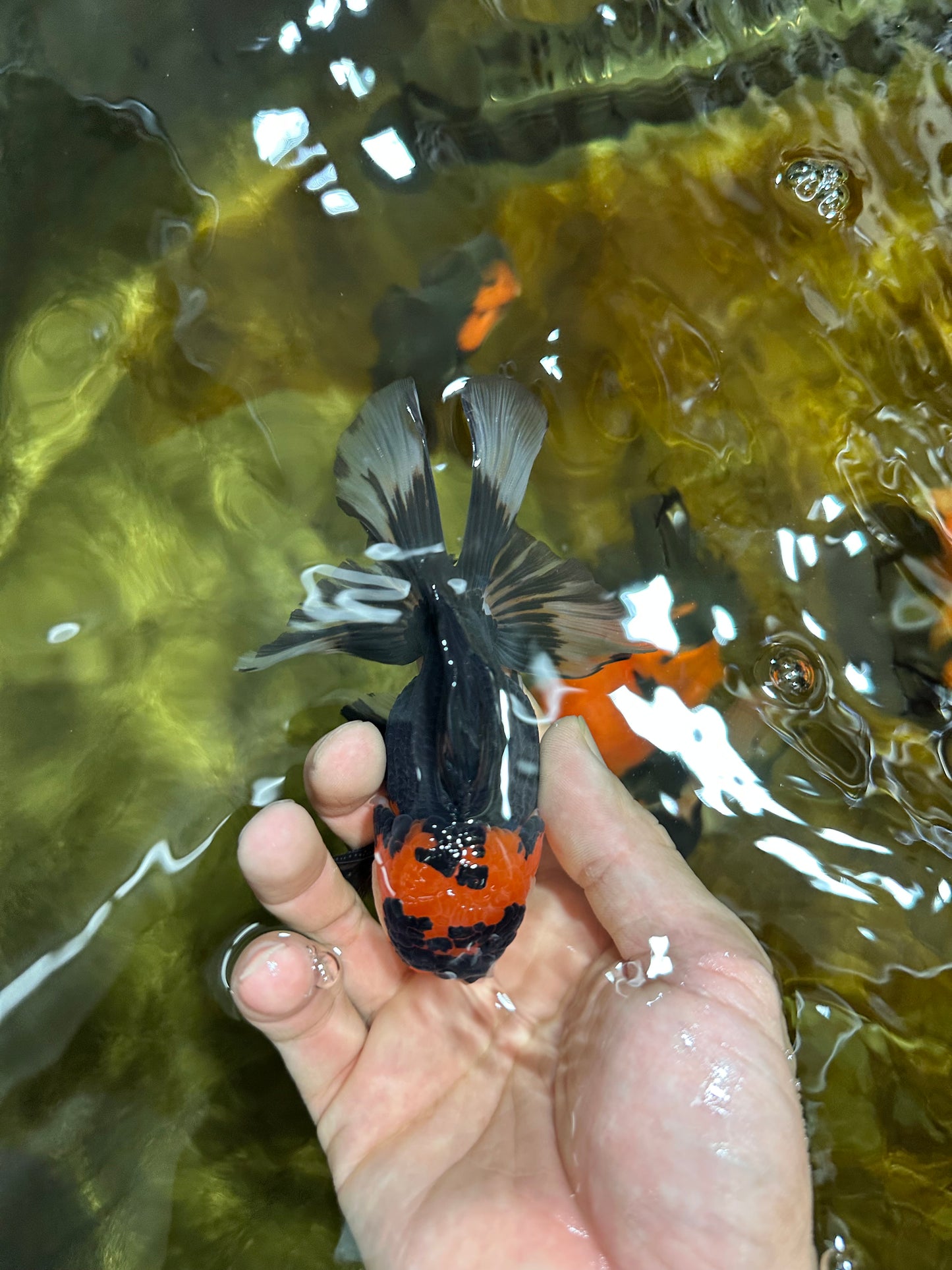 A Grade Young Tricolor Oranda Male 4.5 inches #061325_04