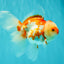 A Grade Red White Oranda Female 5.5 inches #061926OR_13