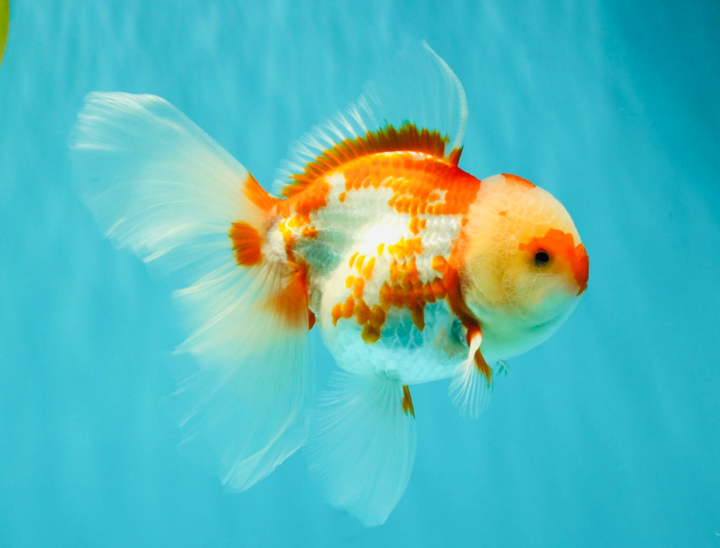 A Grade Red White Oranda Female 5.5 inches #061926OR_13