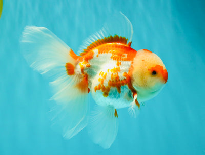 A Grade Red White Oranda Female 5.5 inches #061926OR_13
