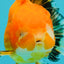 CHUNKY A Grade Red White Oranda Male 5.5-6 inches #042426OR_08