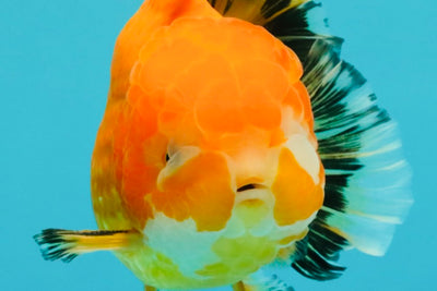 CHUNKY A Grade Red White Oranda Male 5.5-6 inches #042426OR_08