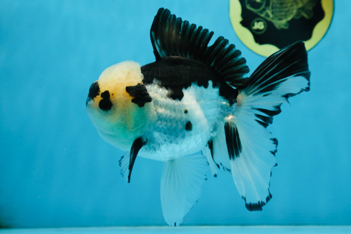 A Grade Panda Button Eyes Oranda Male 5-5.5 inches #091925OR_06