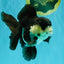 UNIQUE Panda Oranda Female 5-5.5 inches #041726OR_09