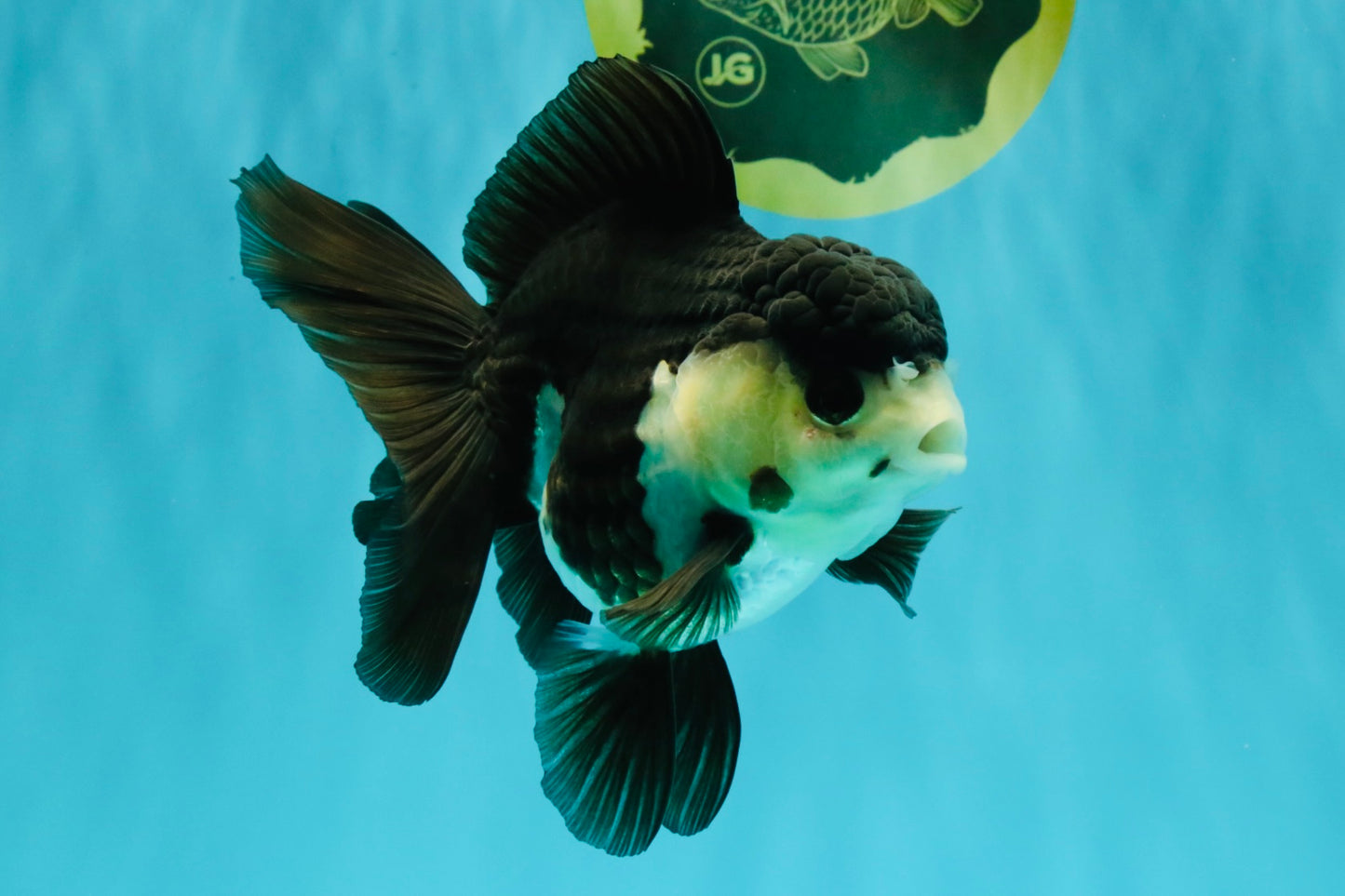 UNIQUE Panda Oranda Female 5-5.5 inches #041726OR_09