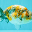 SPECIAL Calico Blue Base Ranchu Male 5.5 Inches #100226RC_20