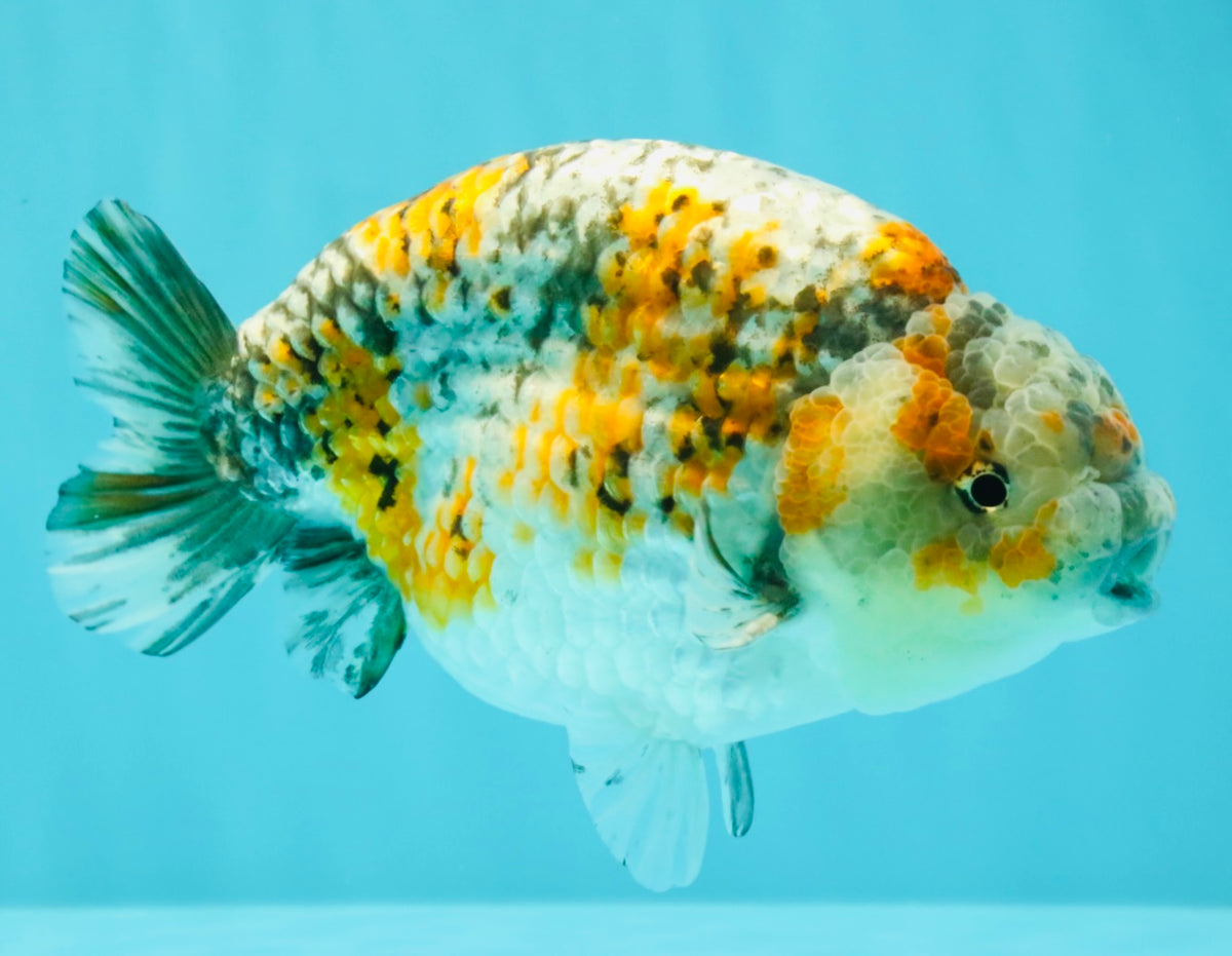 SPECIAL Calico Blue Base Ranchu Male 5.5 Inches #100226RC_20