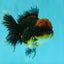 AAA Grade Dark Tiger Red Head Oranda Male 5-5.5 inches #050126OR_10