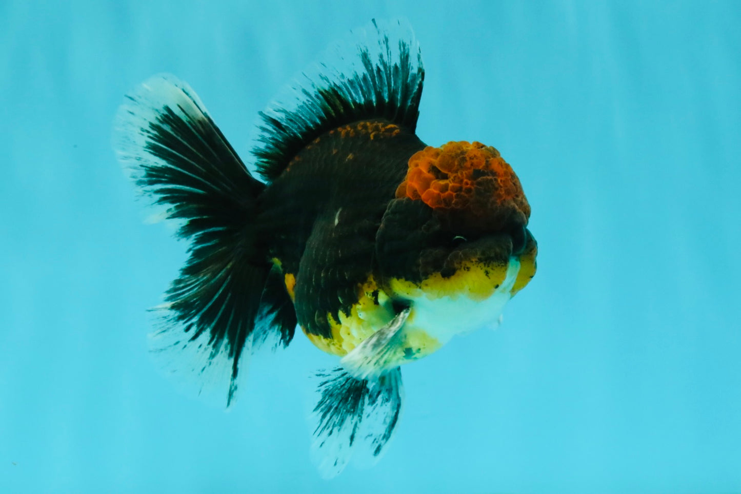 AAA Grade Dark Tiger Red Head Oranda Male 5-5.5 inches #050126OR_10