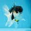 A Grade Tricolor Oranda Male 4.5-5 inches #021425OR_08