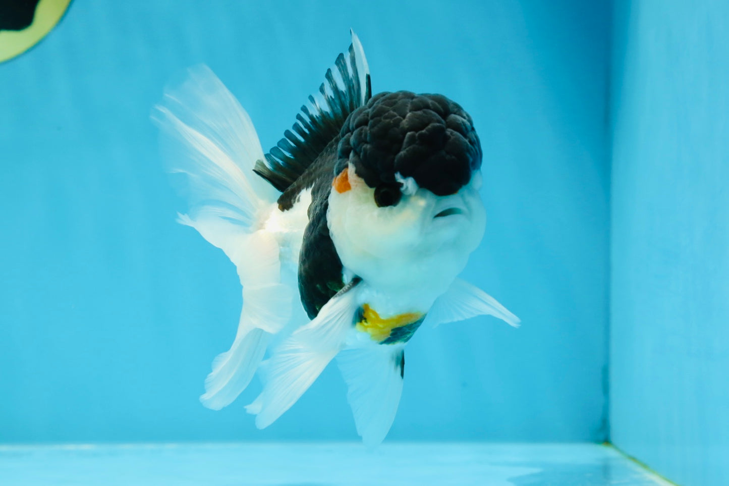 A Grade Tricolor Oranda Male 4.5-5 inches #021425OR_08