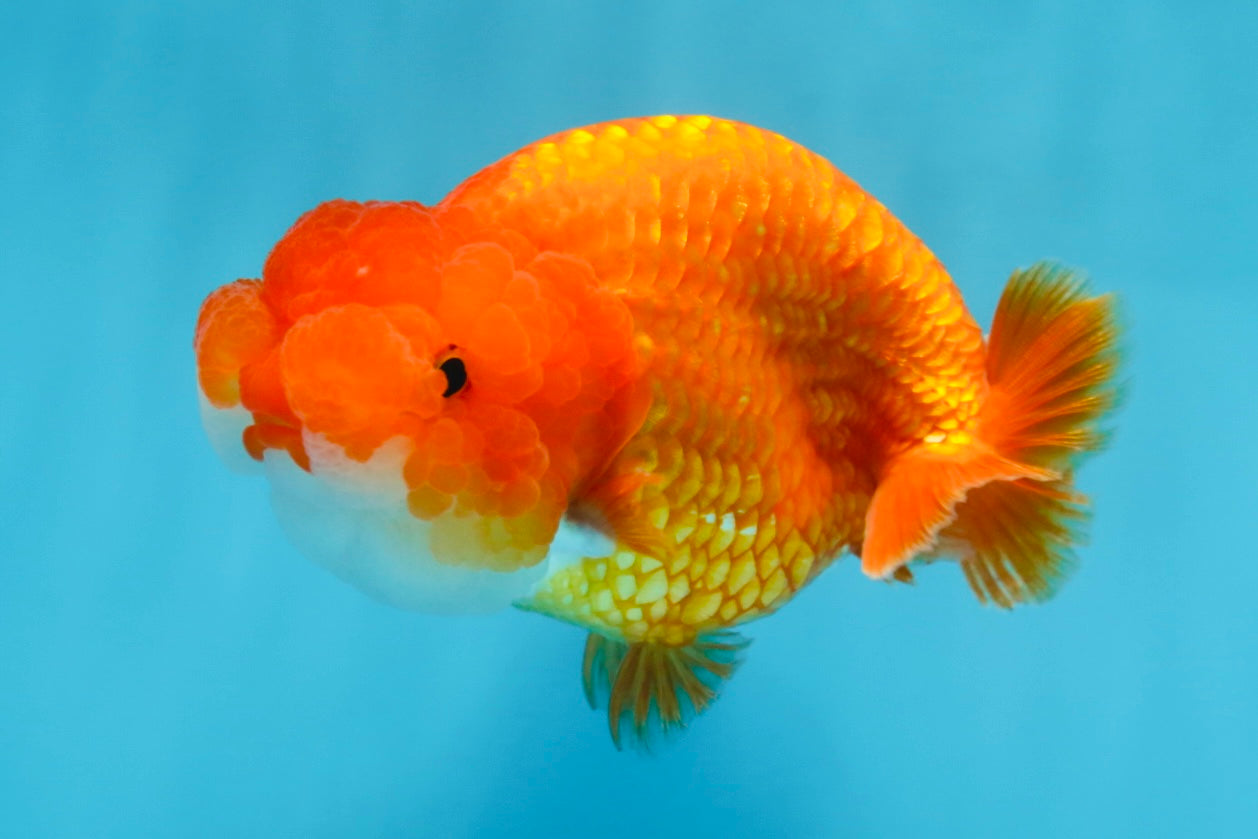 A Grade FLUFFY WEN Red White LionQueen 4.5 inches #072525LC_02