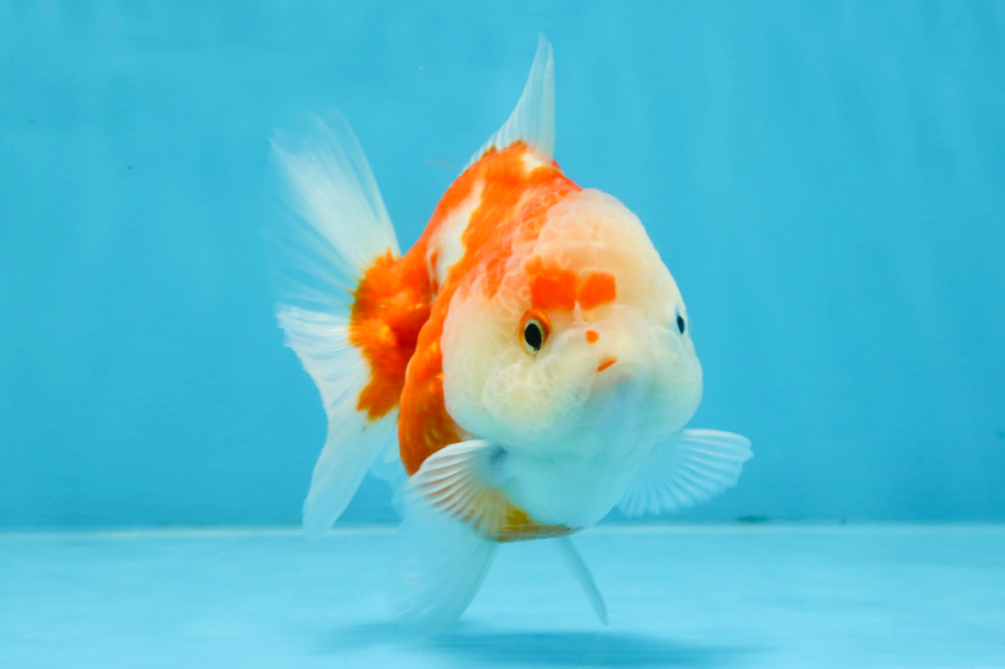 A Grade Sakura Yuanbao Female 4 inches #103125YB_06