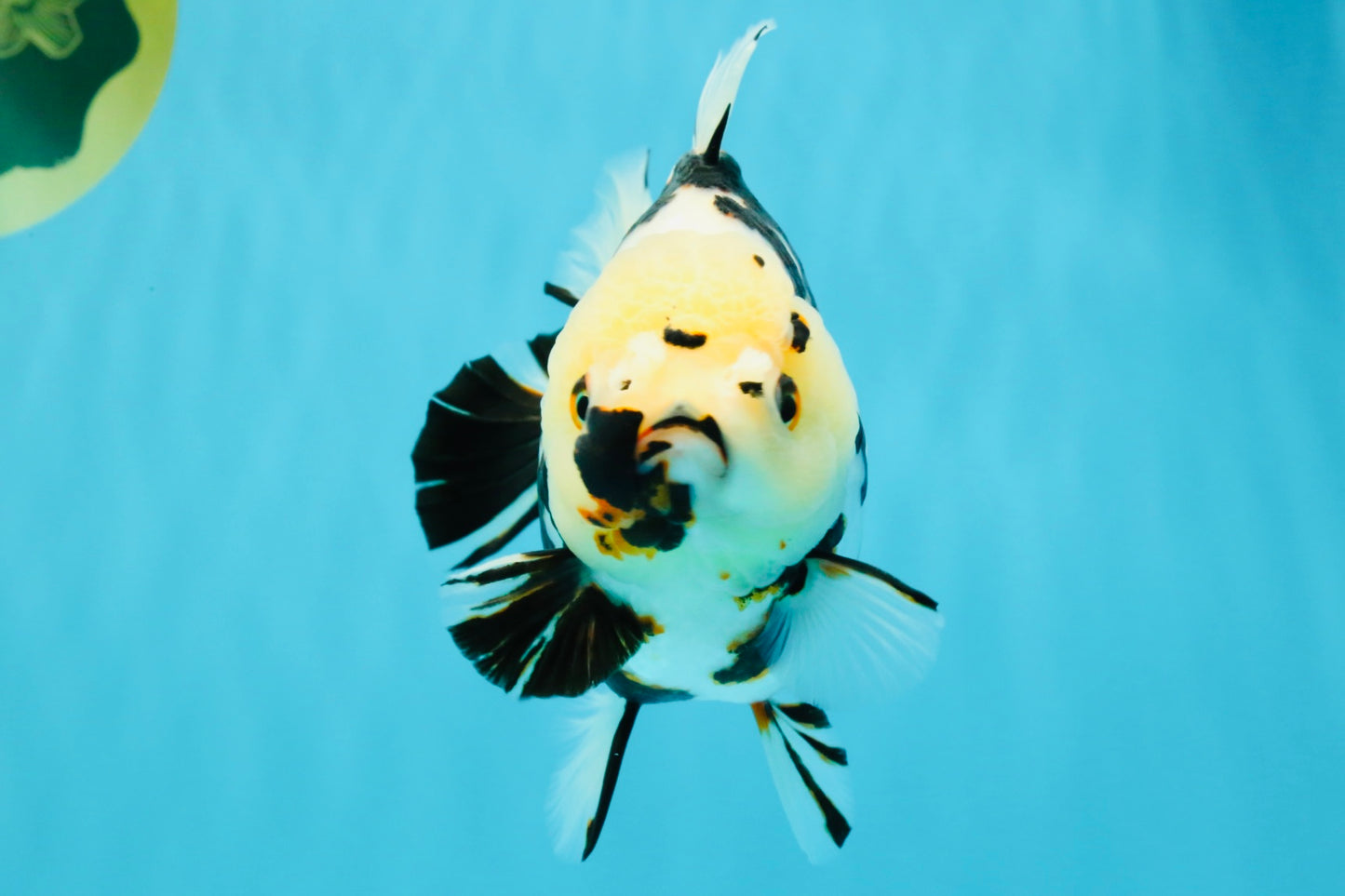 A Grade Special White Tiger Yuanbao Female 6 inches #022726YB_08