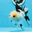 A Grade Panda Button Eyes Oranda Female 5.5 inches #0913OR_17