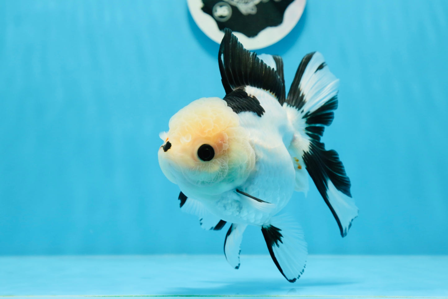 A Grade Panda Button Eyes Oranda Female 5.5 inches #0913OR_17