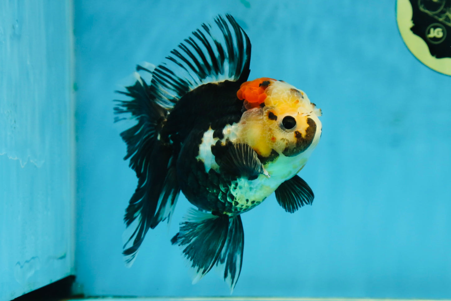 A Grade Tricolor Oranda Female 5.5-6 inches #062725OR_24