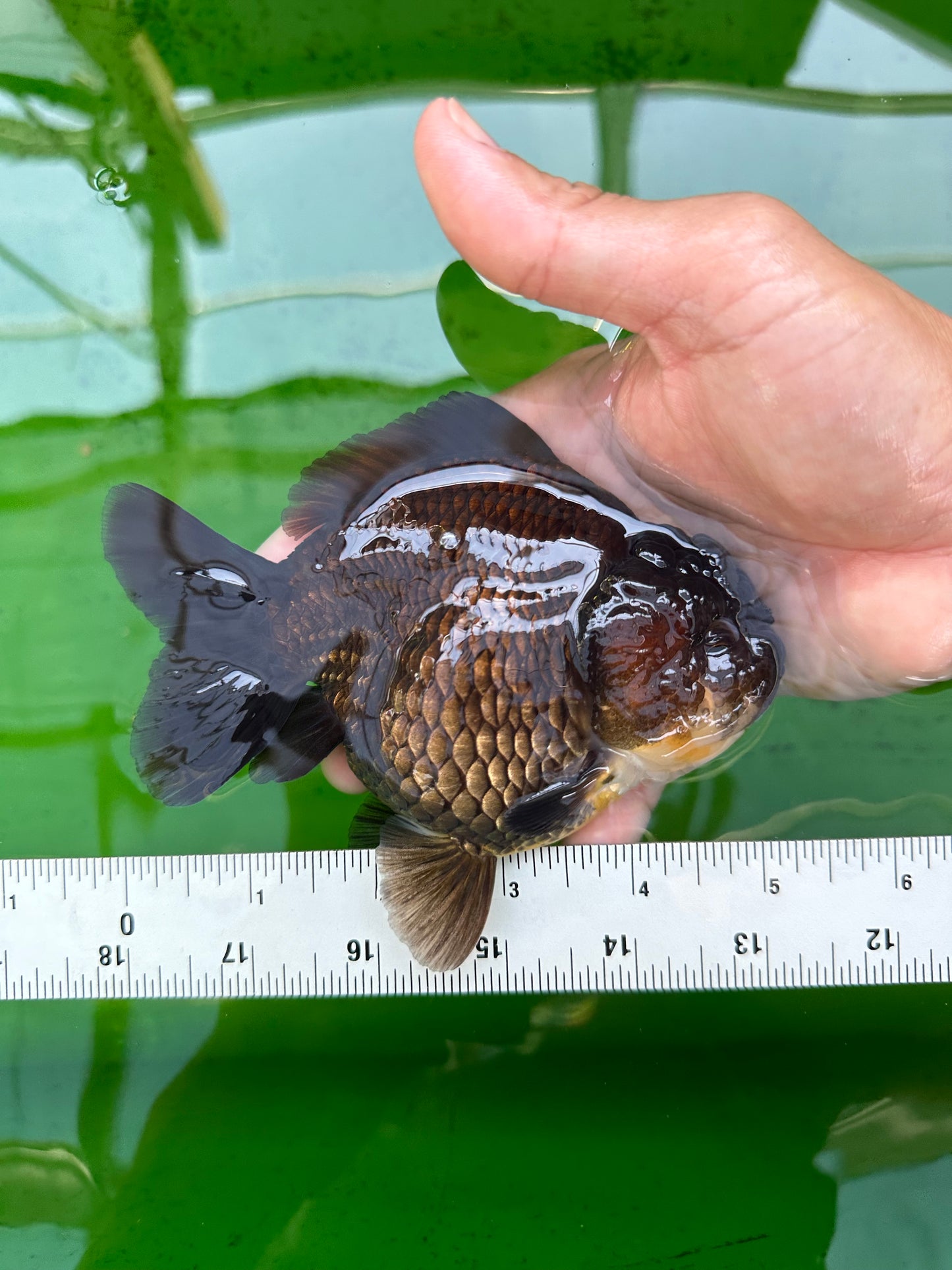 A Grade Black Yuanbao Male 5 inches #0706YB_21