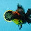 AAA Grade Dark Tiger Godzilla Oranda Female 6.5-7 inches #060625OR_13