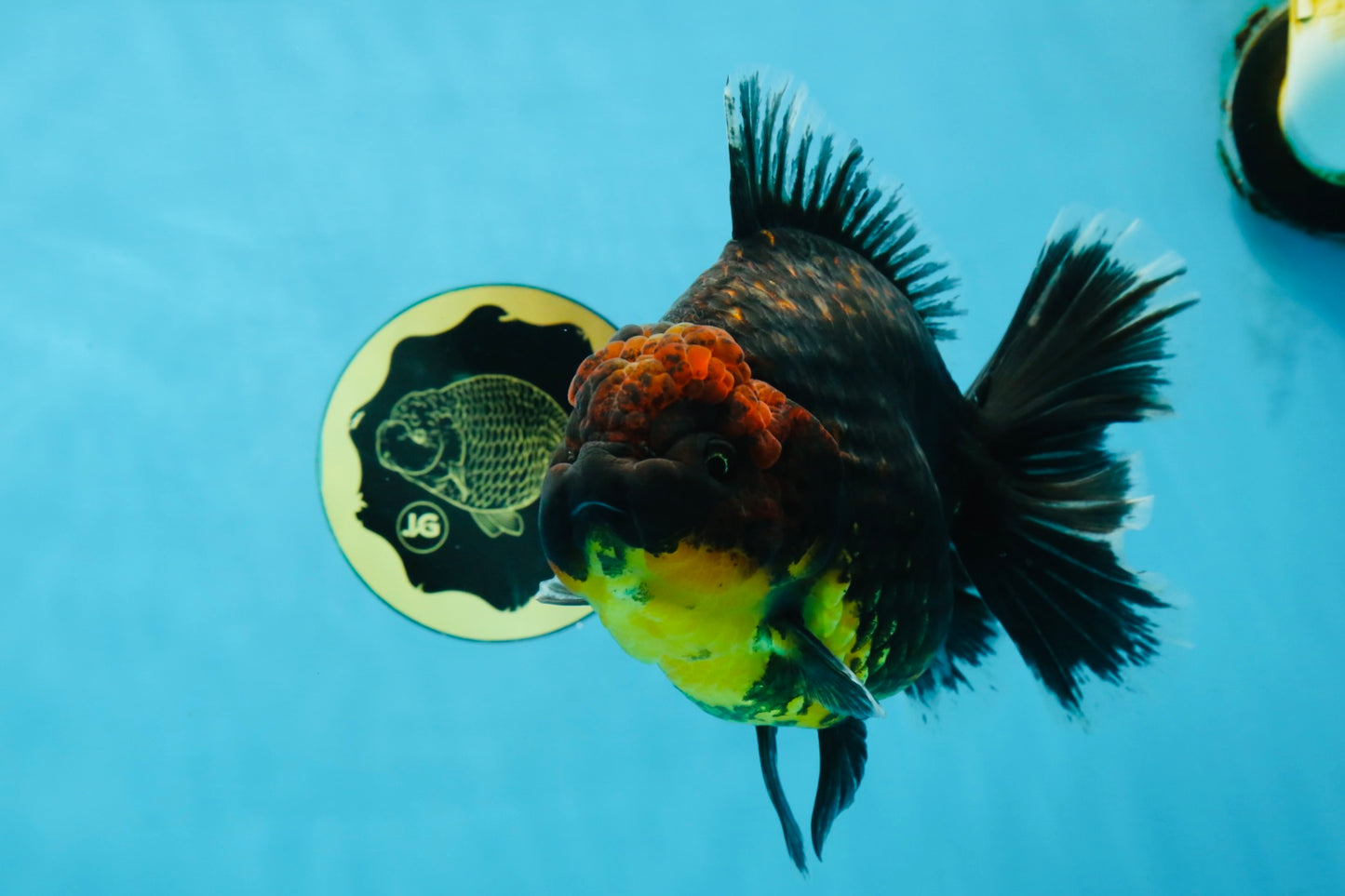 AAA Grade Dark Tiger Godzilla Oranda Female 6.5-7 inches #060625OR_13