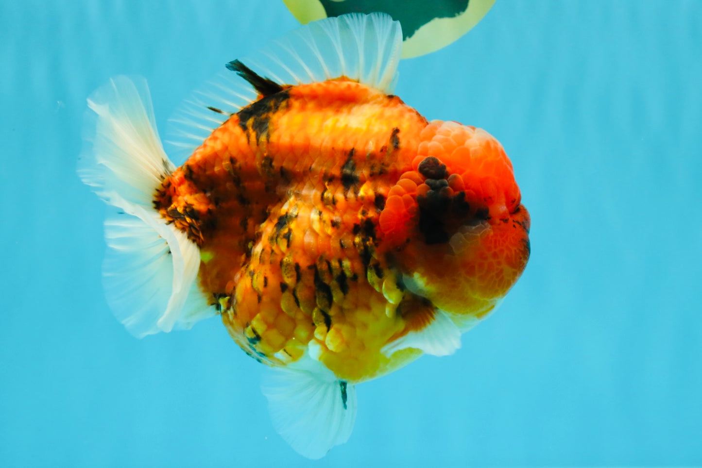 SUPER AAA Grade Godzilla Tiger Yuanbao Male 6.5 inches #022026YB_01