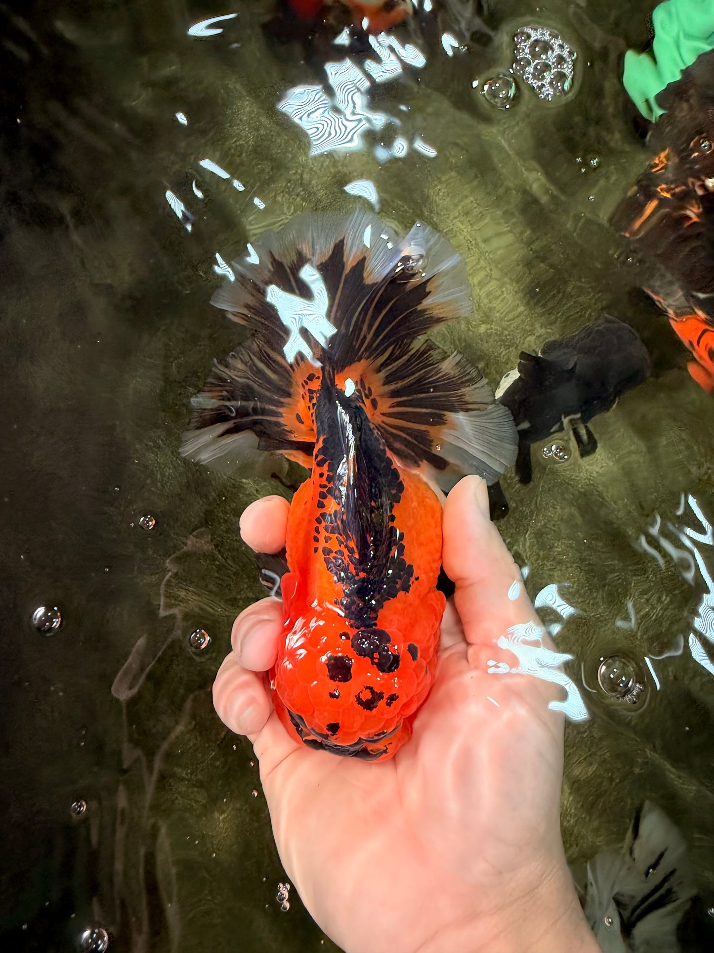 HEART A Grade Apache Oranda Female 6-6.5 inches #032026OR_06