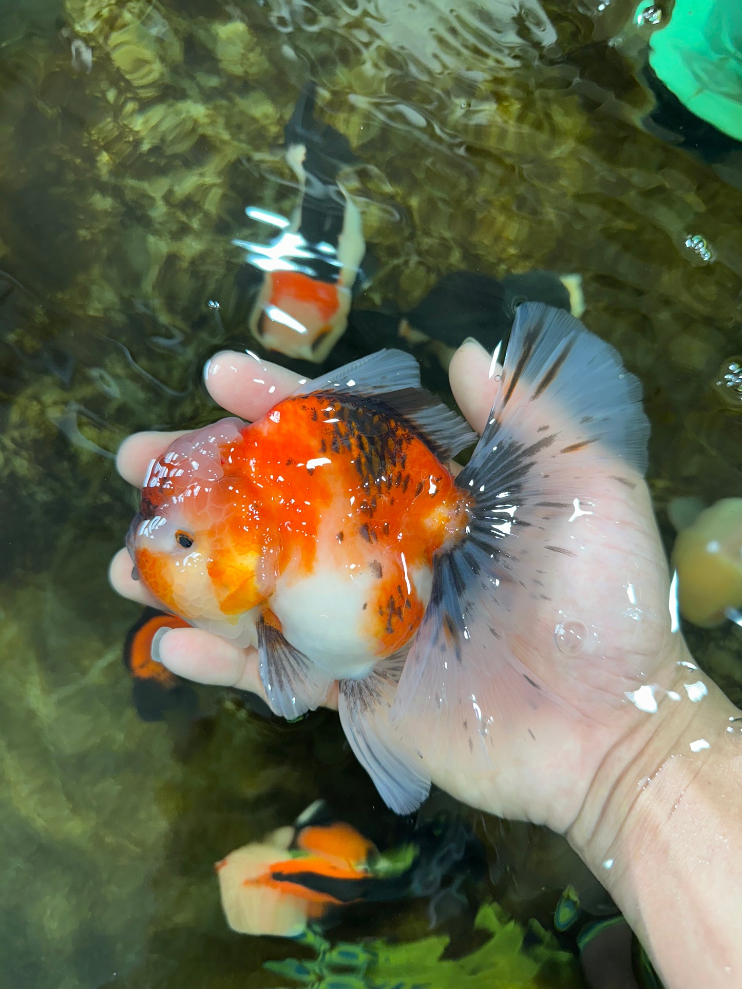 A Grade Chonky Sakura Oranda Female 5-5.5 inches #071125OR_11
