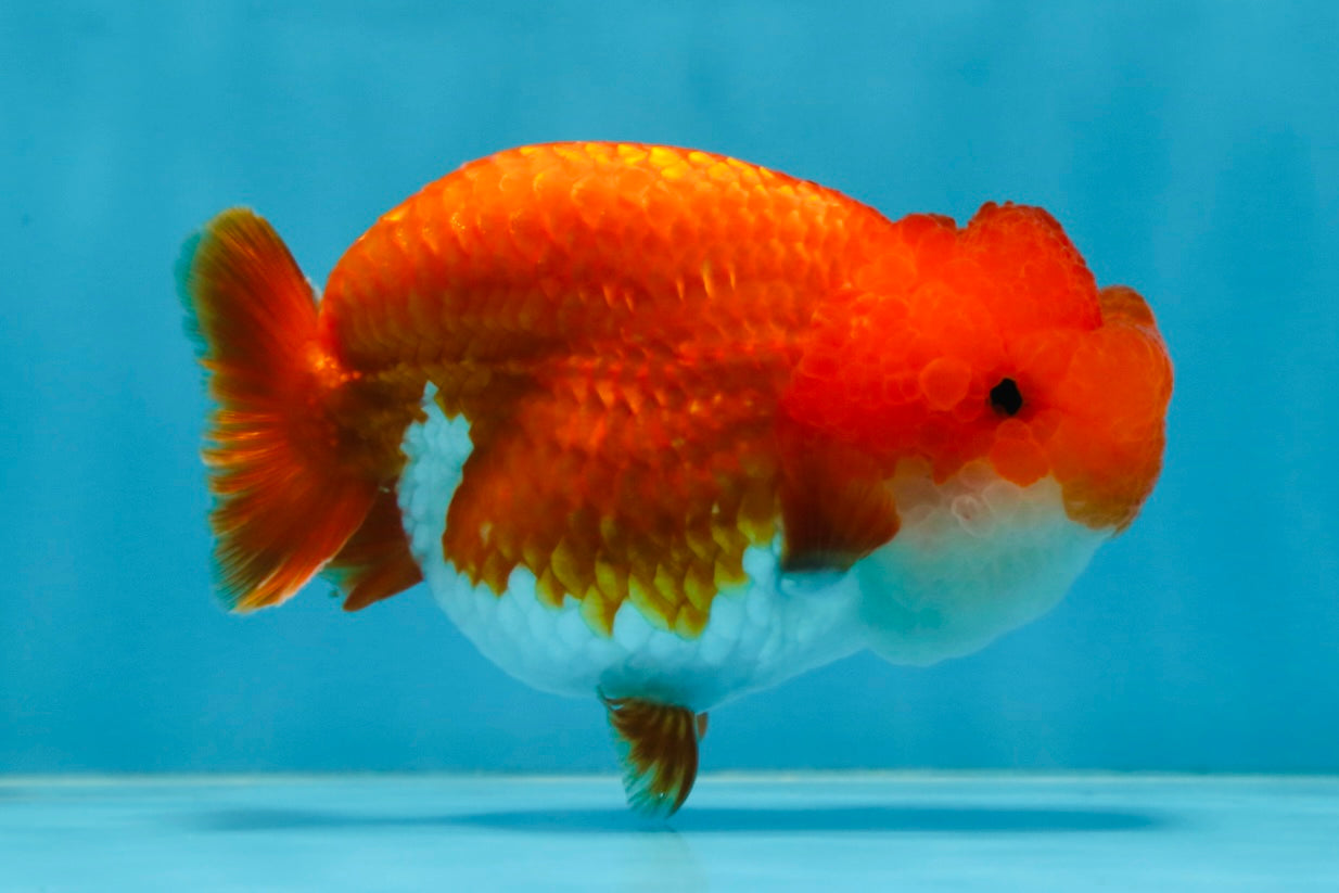 SUPER NUGGET A Grade Chubby Belly Red White LionQueen 4-4.5 inches #062025LC_11