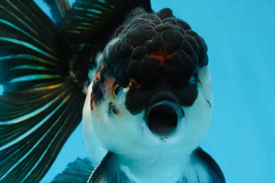 HAPPY "PO" Tricolor Oranda Male 5.5 inches #081525OR_24