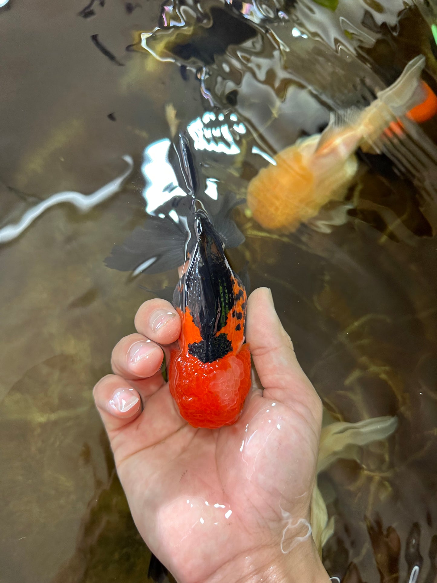 ADORABLE A Grade Tricolor Oranda Male 5-5.5 inches #082225OR_16
