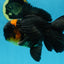 A Grade CHONKY Tricolor Oranda Male 6 inches #080125OR_26