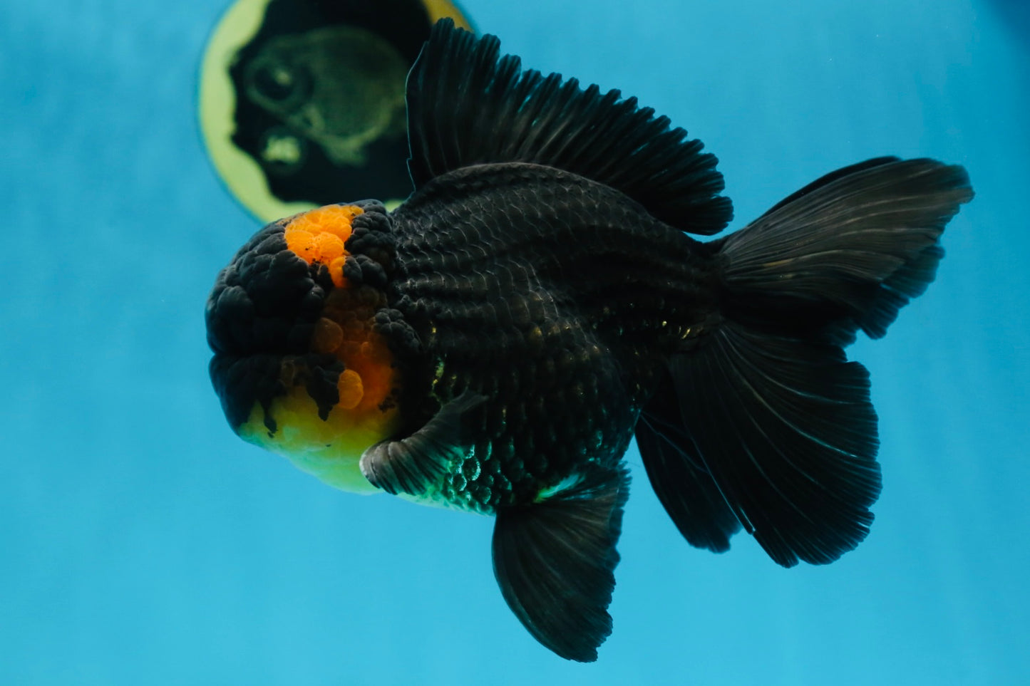 A Grade CHONKY Tricolor Oranda Male 6 inches #080125OR_26