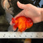 Red Cherry Oranda Female 5 inches #061926OR_14