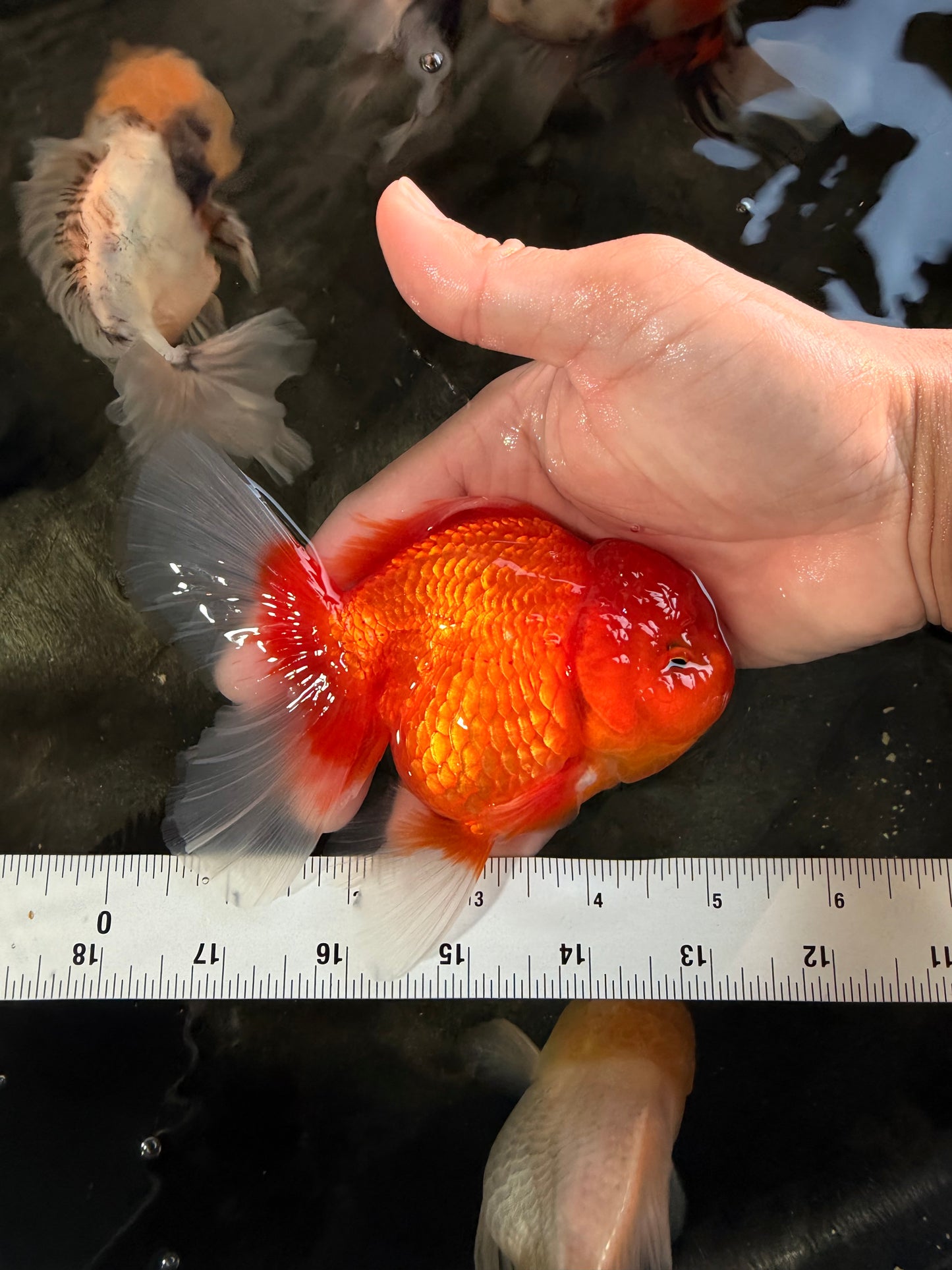 Red Cherry Oranda Female 5 inches #061926OR_14