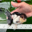 AAA Grade Tricolor Oranda Female 5 inches #0830OR_06