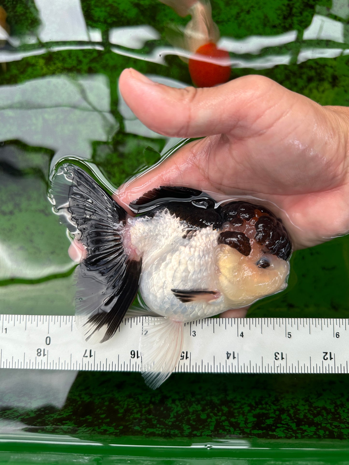 AAA Grade Tricolor Oranda Female 5 inches #0830OR_06