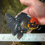 A Grade UNIQUE Red Head Oranda Male 5 inches #080125OR_29