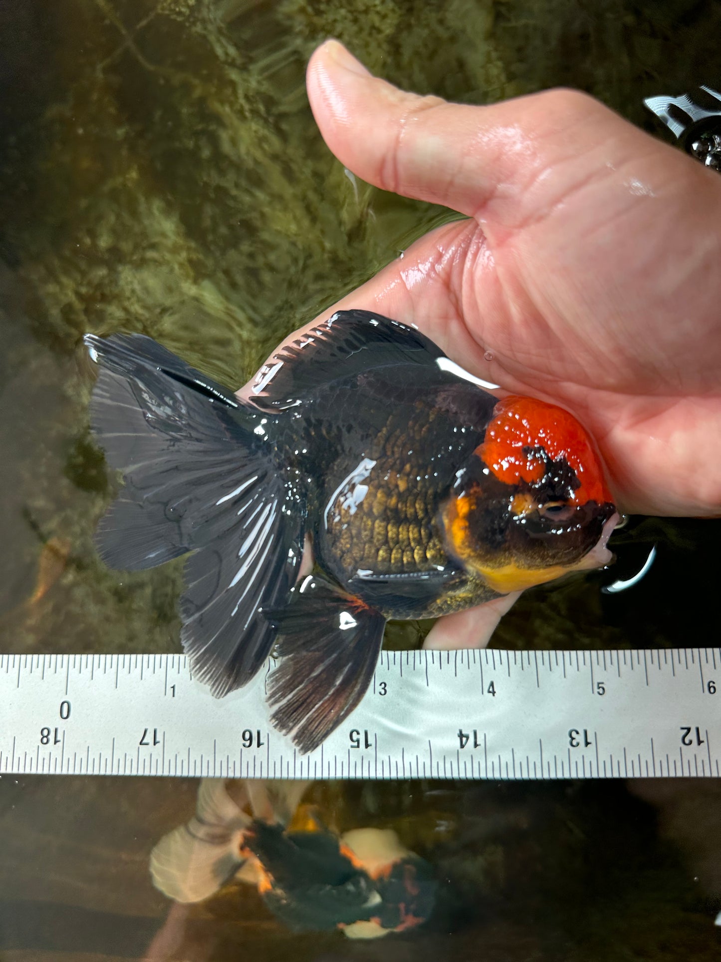 A Grade UNIQUE Red Head Oranda Male 5 inches #080125OR_29
