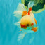 CHICKIE A Grade Red White Oranda Male 6-6.5 inches #082826OR_13