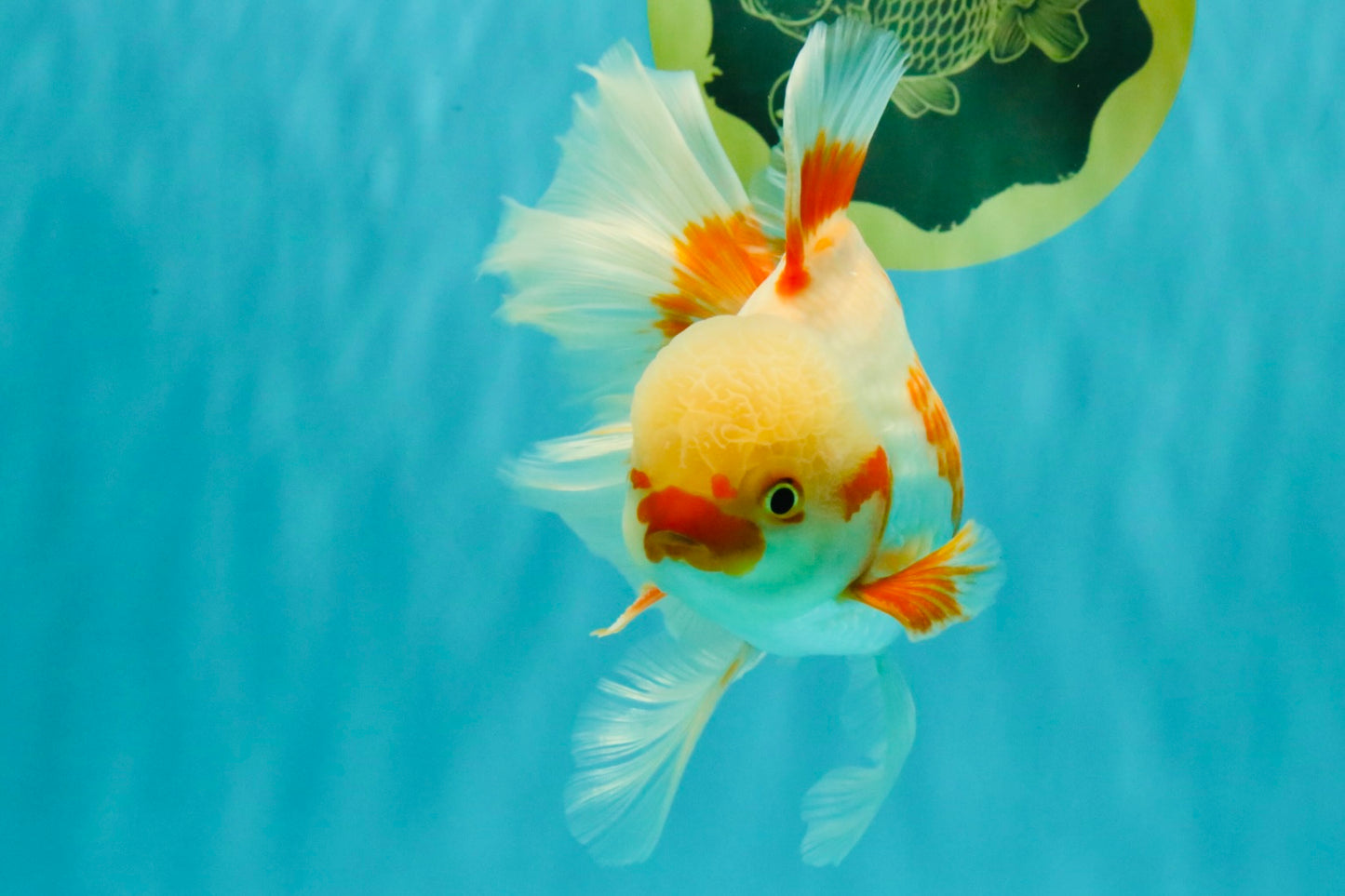 CHICKIE A Grade Red White Oranda Male 6-6.5 inches #082826OR_13