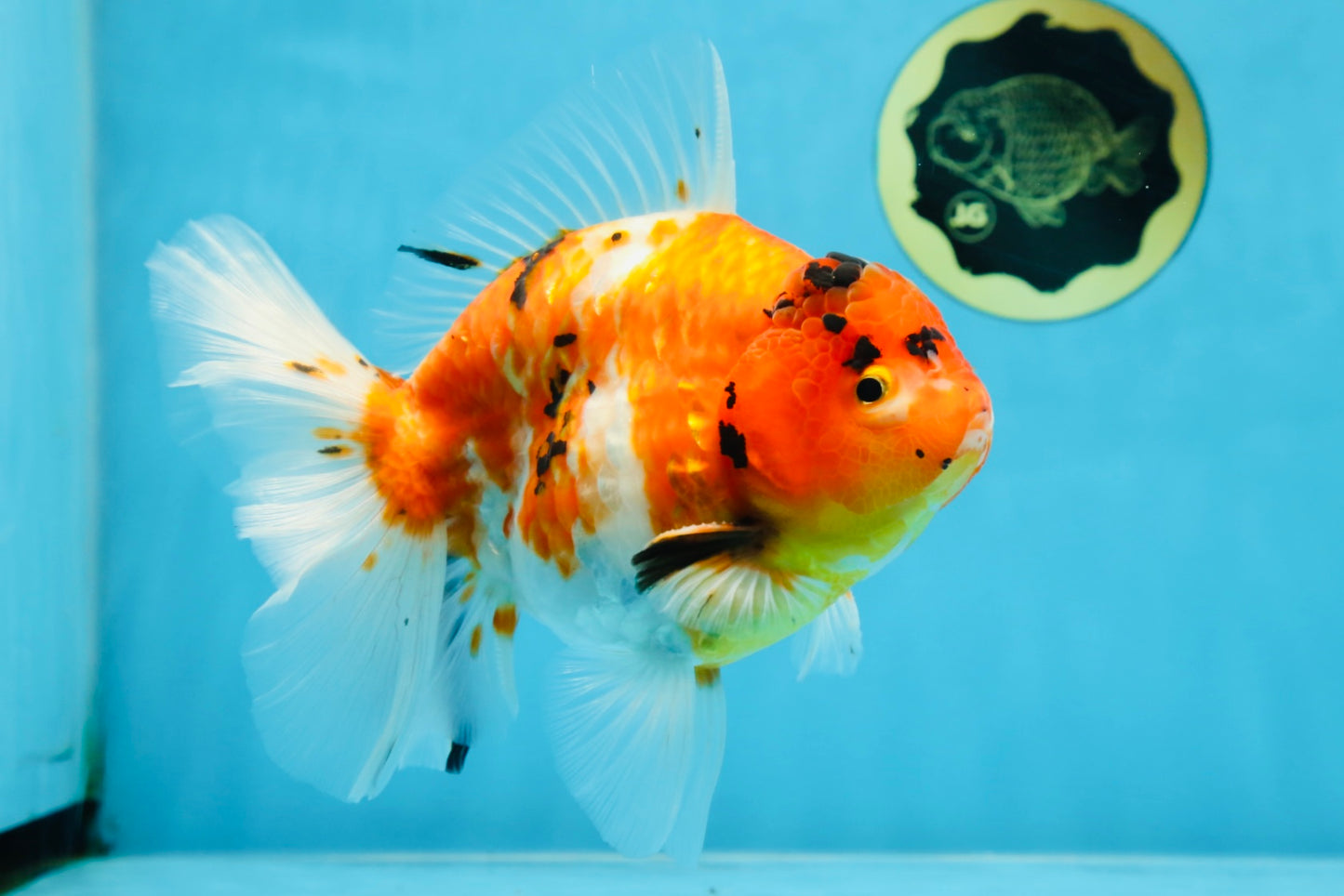 A Grade FANCY Sakura Oranda Male 6 inches #072525OR_16