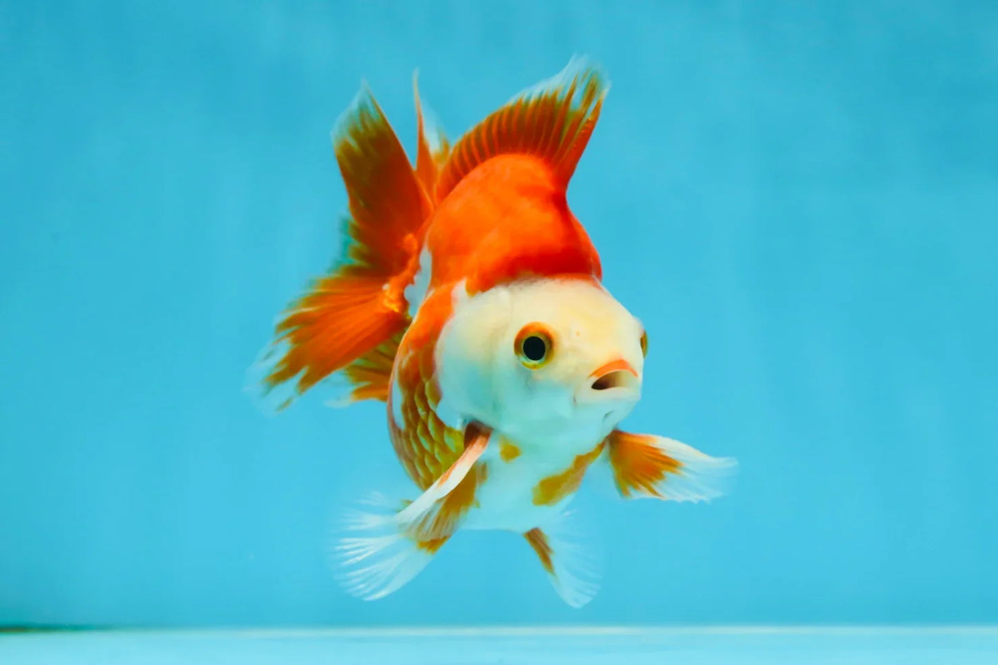 3rd Runner Up SHOW GRADE Red White Ryukin Male 3.5-4 inches #053025RK_9999