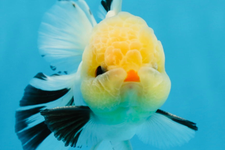 AAA Grade Lemonhead Tricolor Button Eyes Oranda Male 4.5-5 inches #0913OR_14