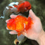 AAA Grade Red White Oranda Male 5-5.5 inches #073126OR_08