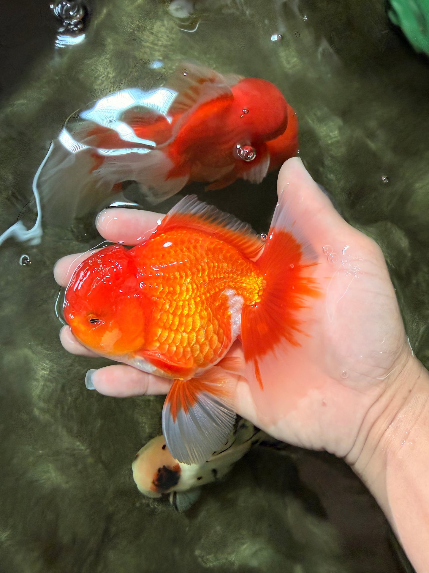 AAA Grade Red White Oranda Male 5-5.5 inches #073126OR_08