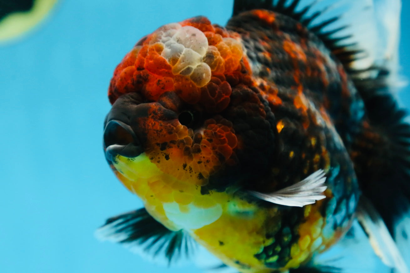 AAA Grade JUMBO Godzilla Kirin Oranda Female 6.5-7 inches #090525OR_11