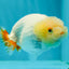 👶 Cute Baby Lemonhead Lionchu Female 3.5 inches #0216LC_10